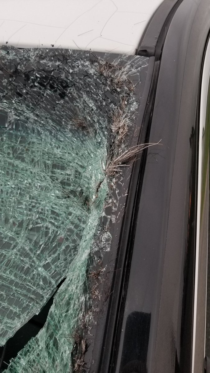 OPP_NER's tweet photo. #TemiskamingOPP officer had a close call last night when he hit a moose on #Hwy11 north of #Temagami. Although a bit sore, he is OK. #Reminder to everyone that the wildlife 🐴🐺🐿 are moving around in prep for winter. Please #Drivesafe and keep close watch 👀 at night. ^sh https://t.co/UZYliPx7Hb