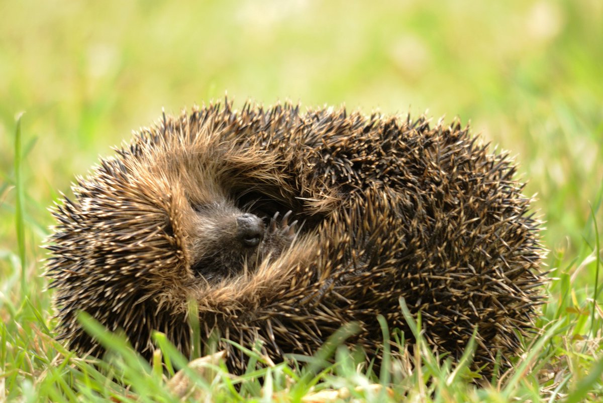 HerefordshireWT's tweet image. Just a #cute hedgehog to help you through this Tuesday afternoon! 💛
#tuesdaymotivation  #motivation #wildlifephotography #Wildlifetrusts #Conservation
Photo credit: Amy Lewis