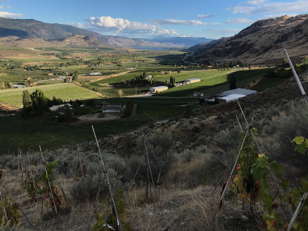 Our Canadian customers (BC) are ready to harvest one of the most fantastic vintage ever seen in the #OKANAGAN since 1999 when we first came in the valley! Whites are outstanding and reds are extremely promising 😃🙌👏