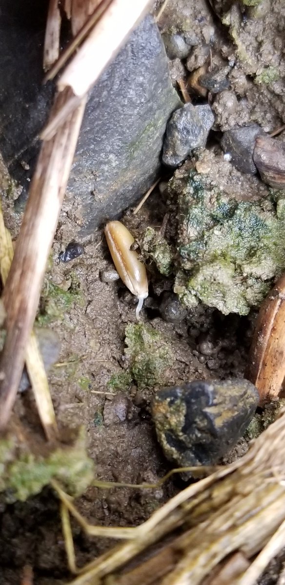 farmerschneck's tweet photo. Cereal rye #covercrop #interseeded on Saturday is beginning to germinate. This #rain is very welcome. #ontag https://t.co/jv2lMBKRER