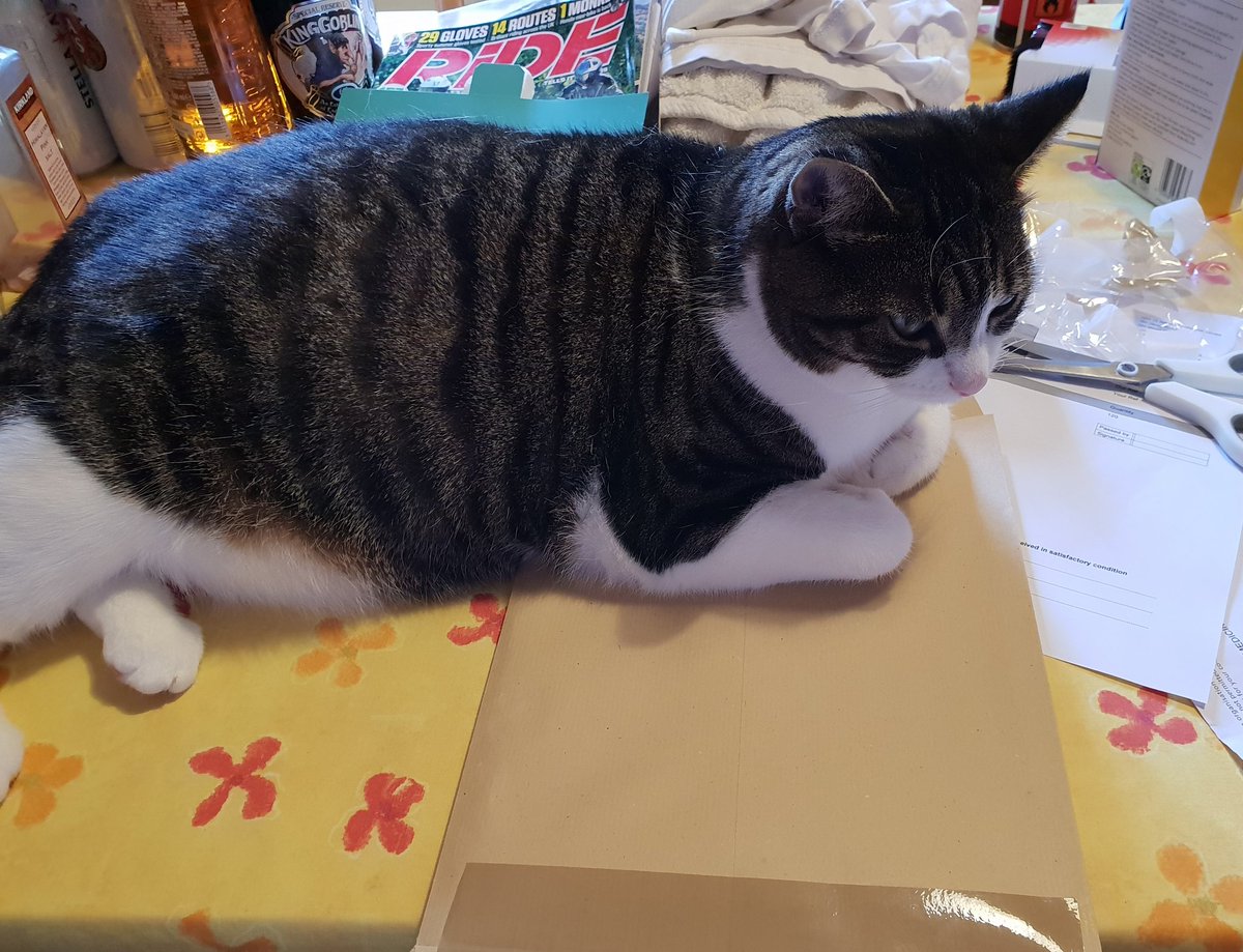 SecurityRollo's tweet photo. "So. Getting ready to post some magazines were you? I think not stoopid hoomin!"
#anyonewantacat #distributionproblems #CatAstrophy #security
@_SecurityCat any advice? https://t.co/mhf6xaoVPQ