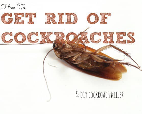 PestBustersNG's tweet photo. Do you know that drops of eucalyptus oil in water sprayed around the homes will repel cockroaches? @ Pestbusters (08098004191) https://t.co/HZz2fJATu7