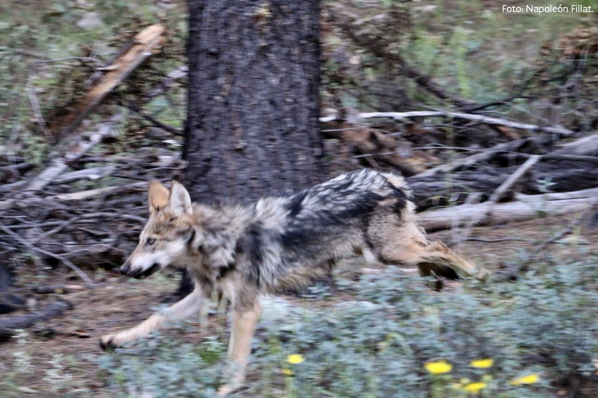 CONANP_mx's tweet photo. #FelizMartes
Siete ejemplares de #LoboMexicano (Canis lupus baileyi) regresaron a la vida libre. ¡Conócelos ➡ https://t.co/iIhQYLkqgA #PasiónPorLaConservación 🐺🇲🇽 https://t.co/cL1icACMAD