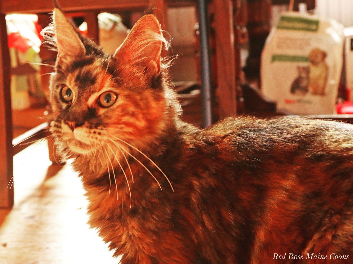 🌹 Red Rose Maine Coons 🌹 (RedRoseCats) Twitter