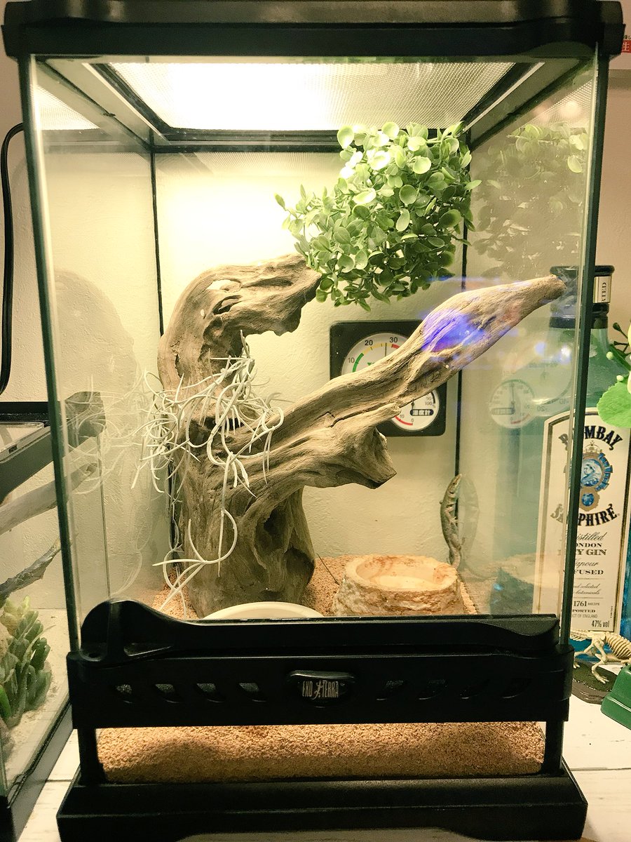 よこし これ 流木と100均のフェイクグリーン入れただけなので あんまり褒められるようなレイアウトじゃないです つd よこし これ 流木と100均のフェイクグリーン入れただけなので あんまり褒められるようなレイアウトじゃないです つd