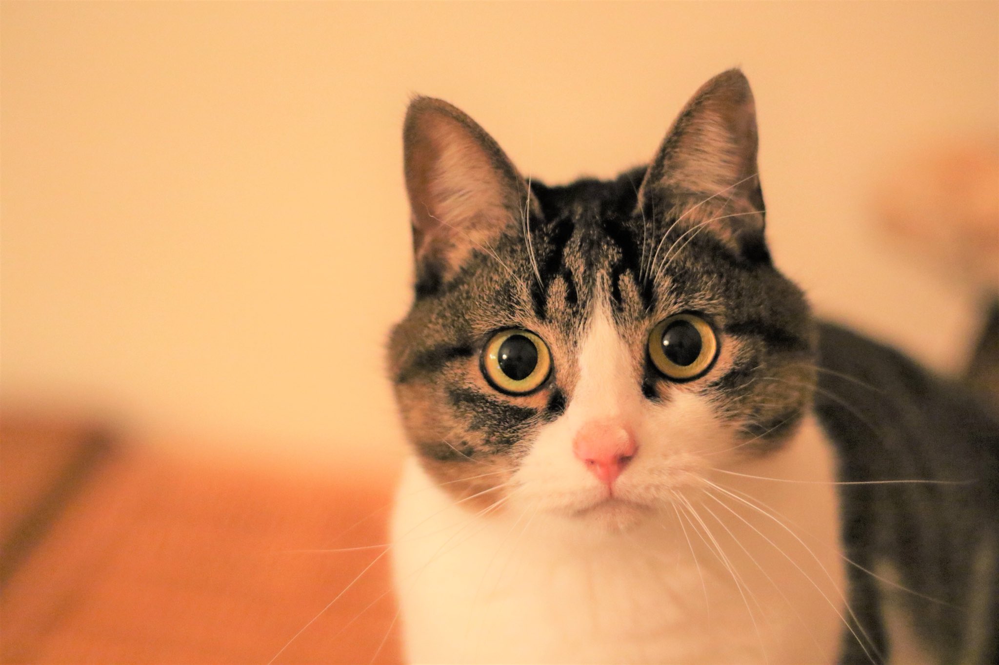 無重力猫ミルコのお家 ピーちゃんが人間だったら どんな美人さんかな 私 綾瀬はるかちゃんかな 石原さとみちゃんかな 夫 いやいや もっと古風な感じ 私 誰かな誰かな 猫が人間だったなら あり得ない話ですが そんな他愛ない会話に幸せ感じ