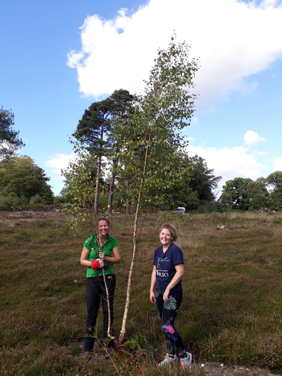 Ranger_sdnpa's tweet image. Definitely the winner of the biggest tree popped today by the John Muirers at RSPB Pulborough Brooks Reserve! @RSPB_SouthEast #TuesdayMotivation #helptheheaths