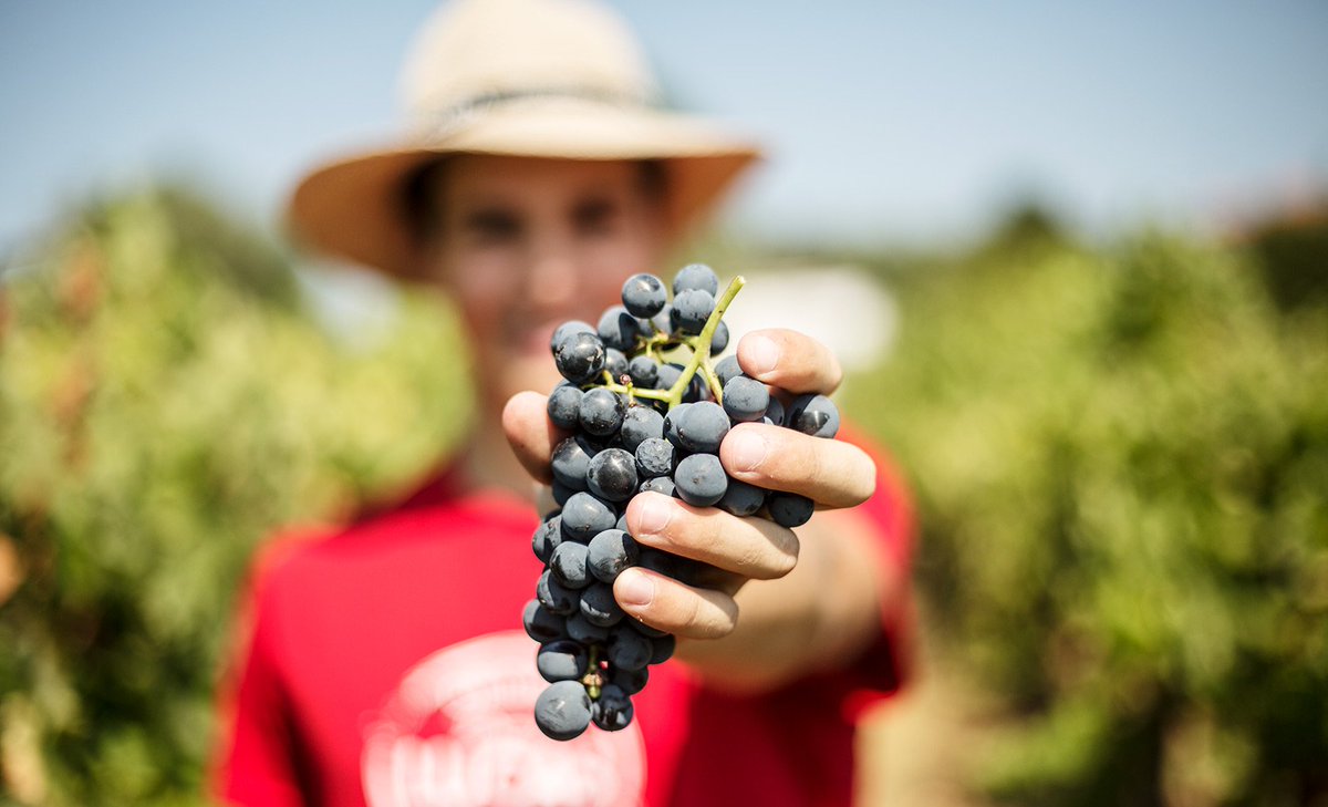 ma_creative_'s tweet photo. Providing a different experience on the #harvest time was the purpose of the family #PrimusLucas, where family, friends and clients that came from around the world, shared joyful moments. All these moments have been recorded by the camera lens of #macreativeagency https://t.co/wzE3YXdXr7