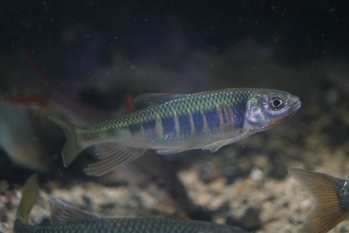 O Xrhsths Akaoni623 Sto Twitter もちろんオイカワも好きですが 今年のシーズンは終わってしまったようです ２年もののオスも2匹だけになってしました 来年に向けて稚魚を捕ってきて育てようと思っています