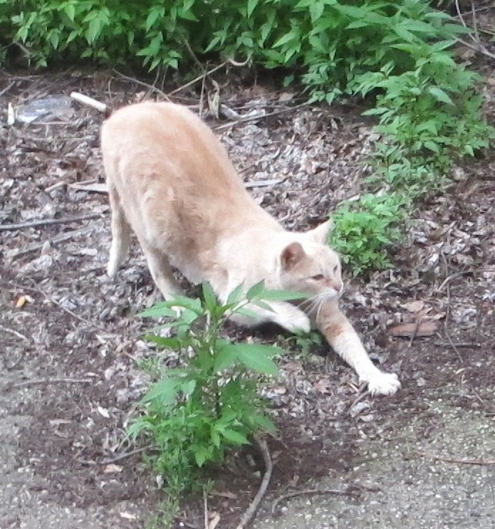 @alleycatallies Here's #WafflesCat having a stretch #FelinesofBrooklyn #FeralTuesday