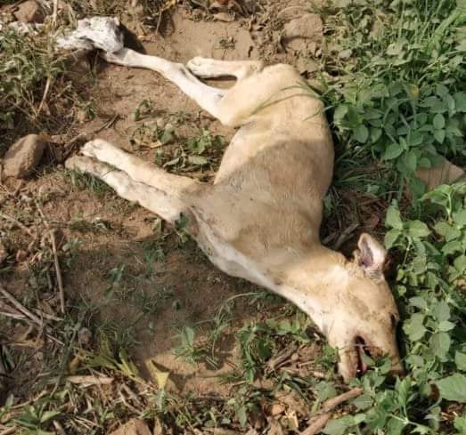 dhyanfoundation's tweet photo. DF paravet rescued this dog and shifted to #Ajaydeep Shelter. Dog had met with an #accident  and suffered internal injuries. During diagnosis at the shelter he was #diagnosed with tick fever and was highly anaemic. We hope and pray he gets well soon ✨
#SaveDogs 🐾🐕 https://t.co/jgI3vZljtp