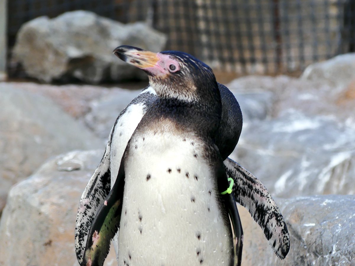 ふみひこ V Twitter 筋肉ムキムキ ペンギン 東武動物公園 フンボルトペンギン