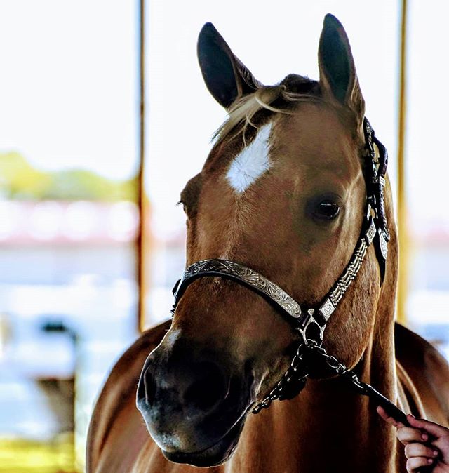 LakotaTrailers's tweet image. &quot;&apos;A horse doesn’t care how much you know until he knows how much you care. Put your hand on your horse and your heart in your hand.&apos; ~Pat Parelli
-
#powerfulconnection #william #lakotaforever #lakotaypa #lakotatrailers #aqhaproud #aqha #phba #aqhya  📷: @powerful_connection &quot;