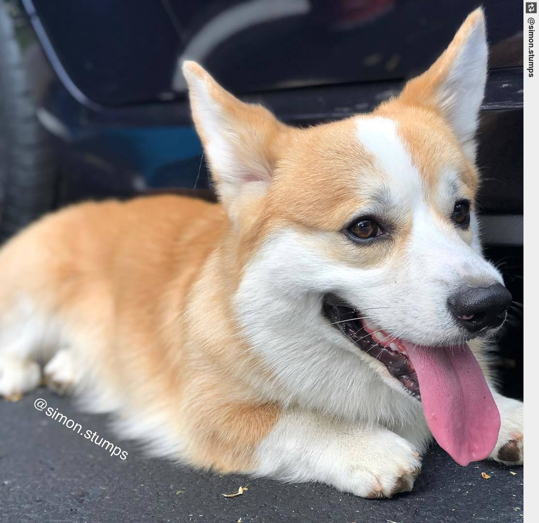 IngloriousDogs's tweet image. sometimes i wonder what’s longer, my tongue or my legs 🤔 #simonstumps #closecontest #tongueouttuesday #puppy #puppylove