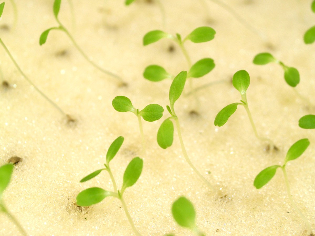 Grown_Up_Hydro's tweet photo. At this time of the year, with lots of new grows starting, we get asked a lot about propagation, cuttings and root growth. So here's our in-depth guide to help you get your grow off to a flying start  https://t.co/8rBkAfyG62 #hydroponics #growroom #propagation #cuttings #seeds https://t.co/bx6RGvvoql