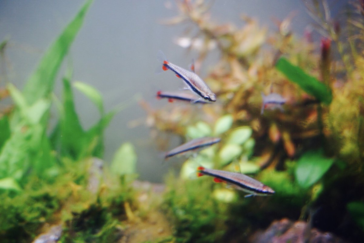 いそたろ Bitamintaro Twitter