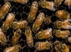 DSVandergriff's tweet photo. Talking  #HoneyFair #NewHarvestParkFarmersMarket @WBIR @liveat5at4 today. https://t.co/dbeBo6u8pb