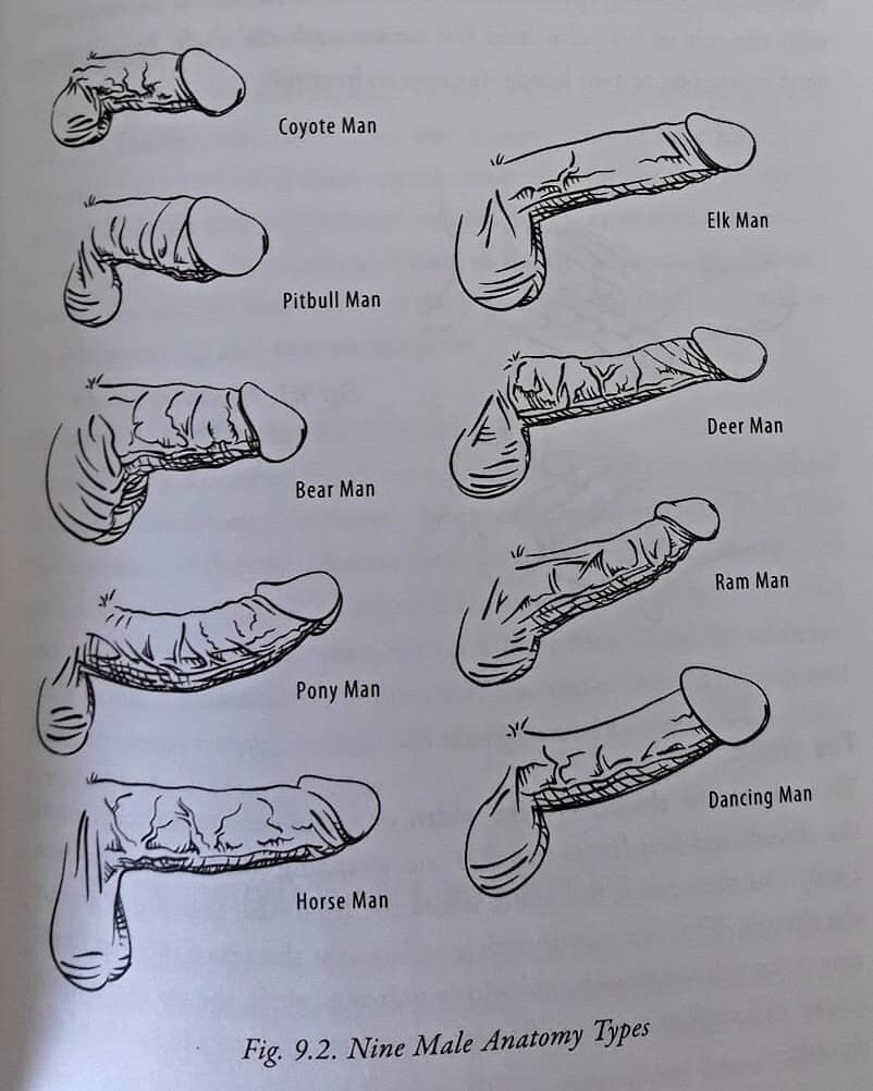 What Is The Average Penis Size