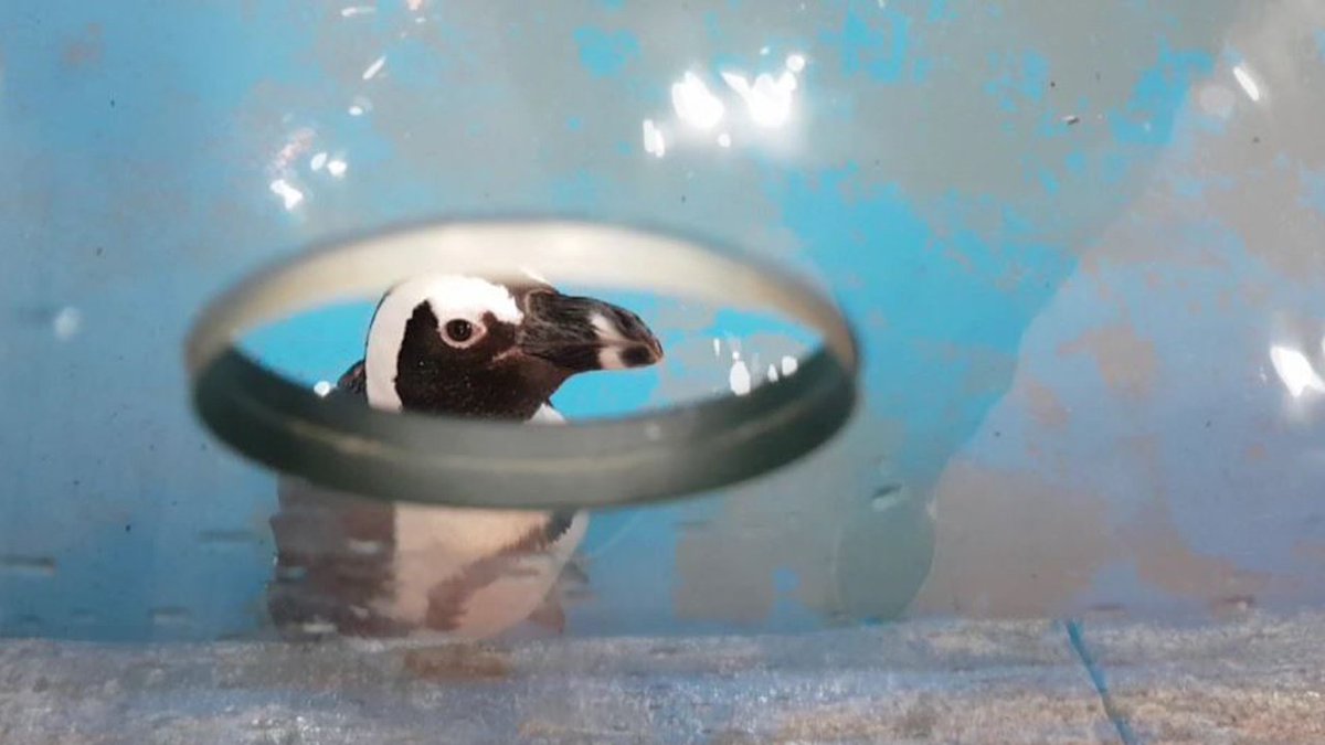 [JTBC 뉴스룸] #밀착카메라 늘어나는 도심 속 체험형 동물원…동물에겐 '끔찍한 체험'. 자연환경과 다른 환경, 관람객들과의 무방비한 접촉 등에 이상 증세 보이는 동물들 많아. 전문가들, 안전과 위생에 대한 최소한의 규정을 마련해야 한다고 지적. bit.ly/2xE9fxx