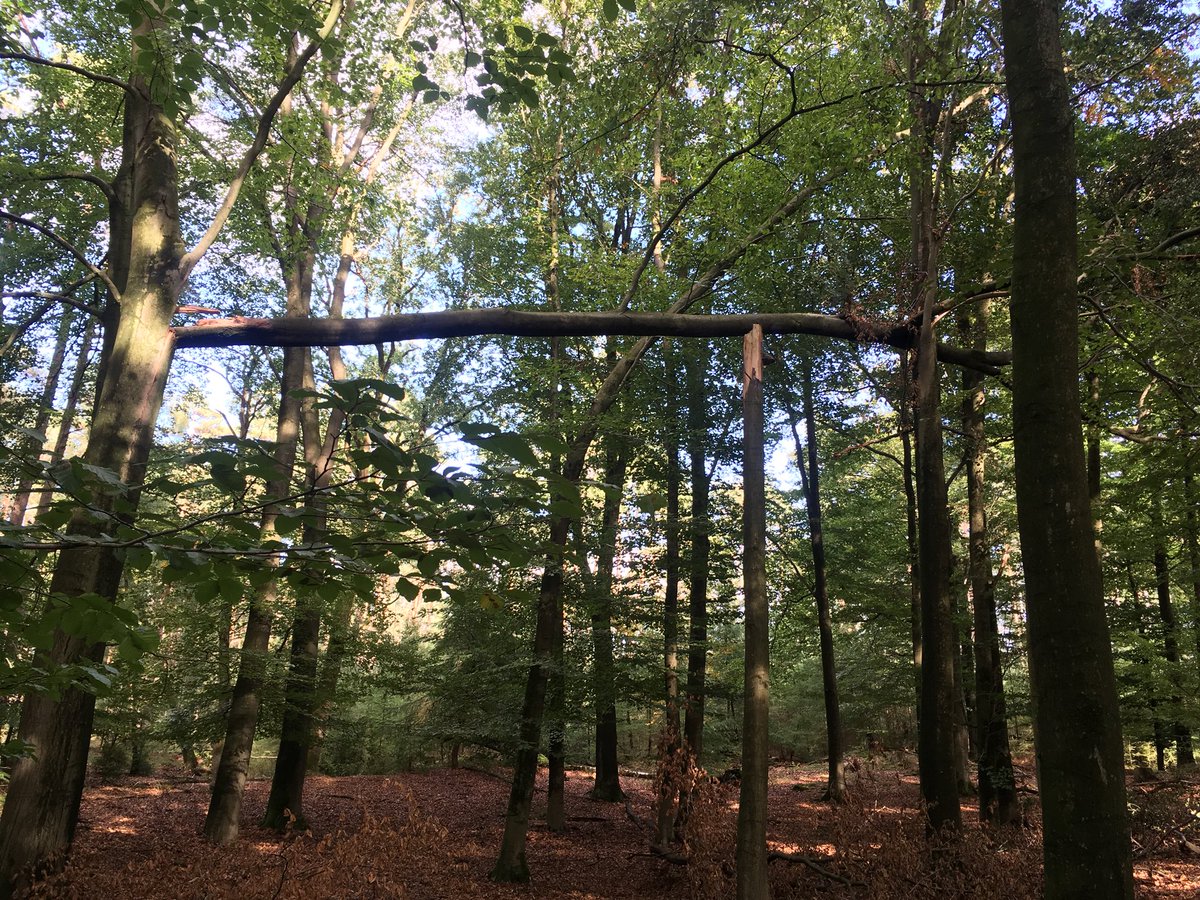BoswachterMirte's tweet photo. Boomkroonpad, voor wie durft! 😉 #oudbos #natuur https://t.co/NYX8MJazvm