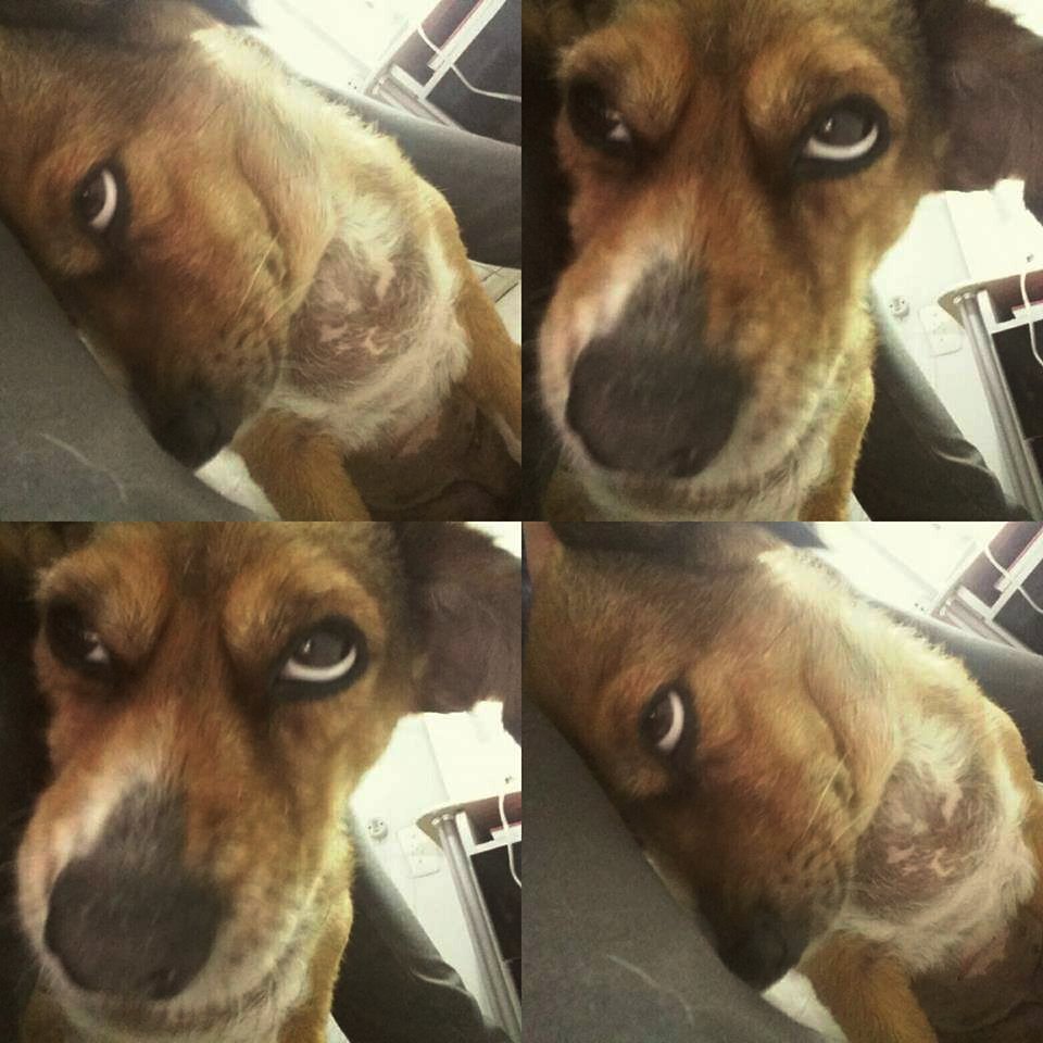 "quando alguém me diz que não gosta de catioros"