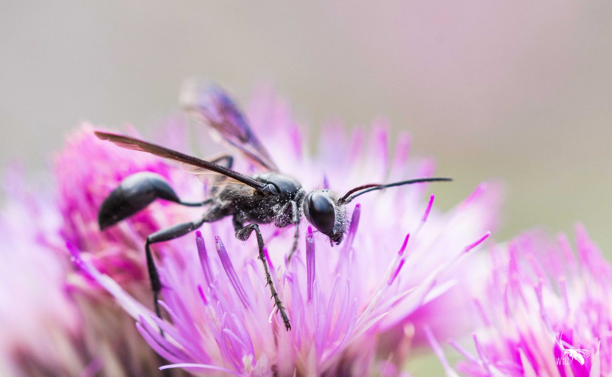 WillLeoHawkes's tweet photo. 4 favourites for #worldwaspday:1) beautiful Chrysis viridula who lays eggs in nest chimney of 2)Odynerus spinipes who provides young w/ weevil larvae.3)tiny Oxybelus uniglumis who spears flies w/ her abdomen &amp;4)Isodontia mexicana that we're seeing migrating over ourPyrenean pass! https://t.co/FtCa74WKJA