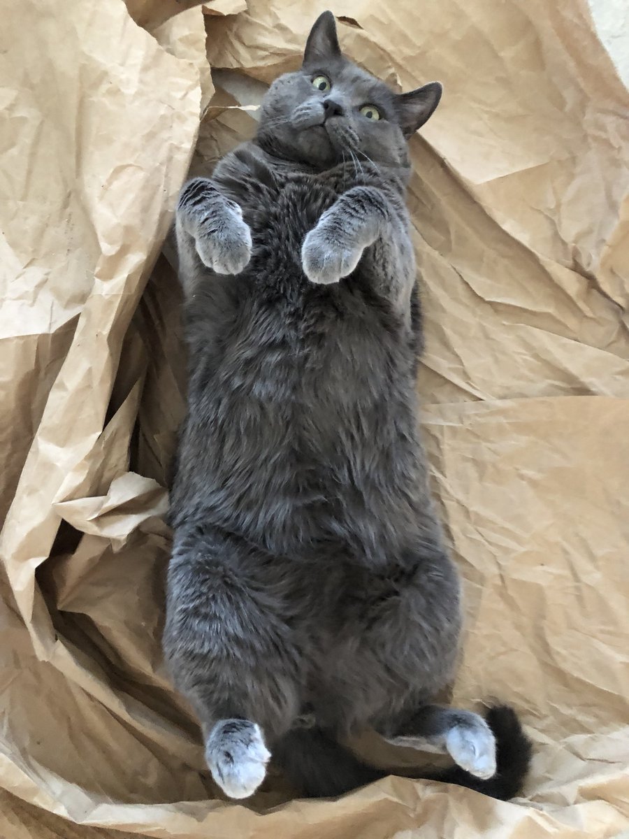 maxmaxthecat's tweet photo. someone please rub my belly https://t.co/Z1bflPvT2S