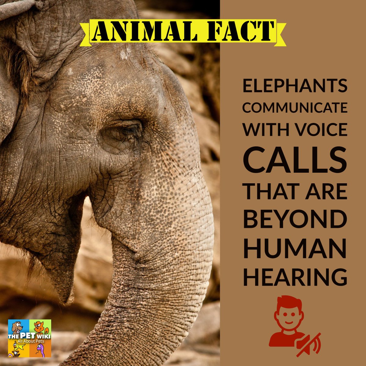 ThePetWiki's tweet photo. Animal Fact of the Day: Elephants can communicate with voice calls that are beyond human hearing. Read more: https://t.co/gs2OiCCoZo https://t.co/I8RsR7LkLD