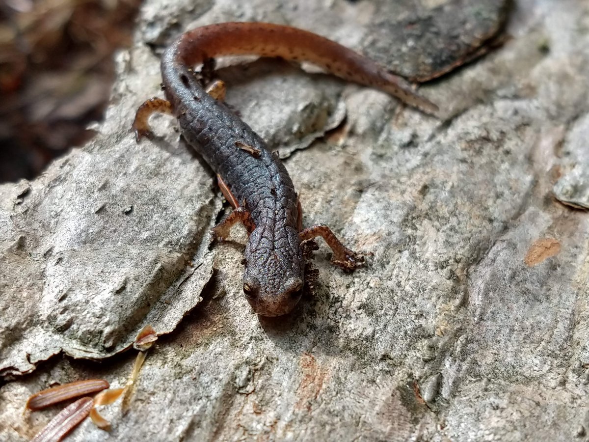 SaveSalamanders's tweet photo. Like the NEW Save The Salamanders facebook page for more great content on salamander conservation!
https://t.co/VzokMu4NI2 https://t.co/EUSjEzgg57