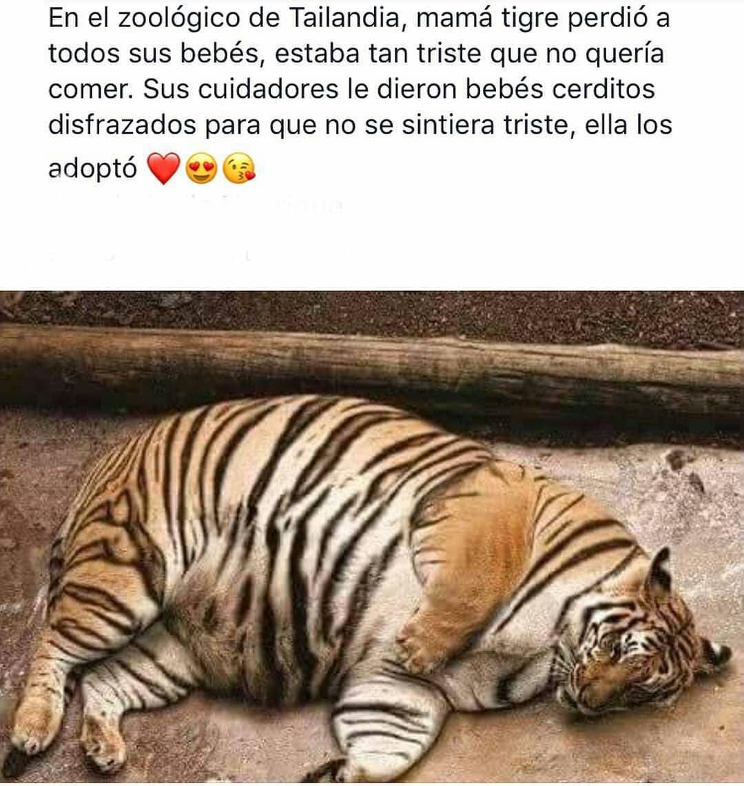 Un TIGRE 🐯 en los Festejos del Equipo!?? 🇷🇴 #FUTBOLMODESTO  #FutbolRumania #Mascotas #Rumania #Tigre #Leon #animalesdomesticos #Media  #futbolexotico #futbolmundial, image size:1080x1141