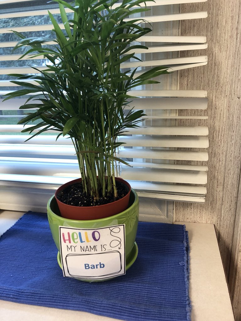DrSmithMES's tweet photo. One of our classmates named all of our plants, because, why not? #plantsneedlovetoo. #weallhavevalue #buildingacommunity https://t.co/e6DD1jea6F