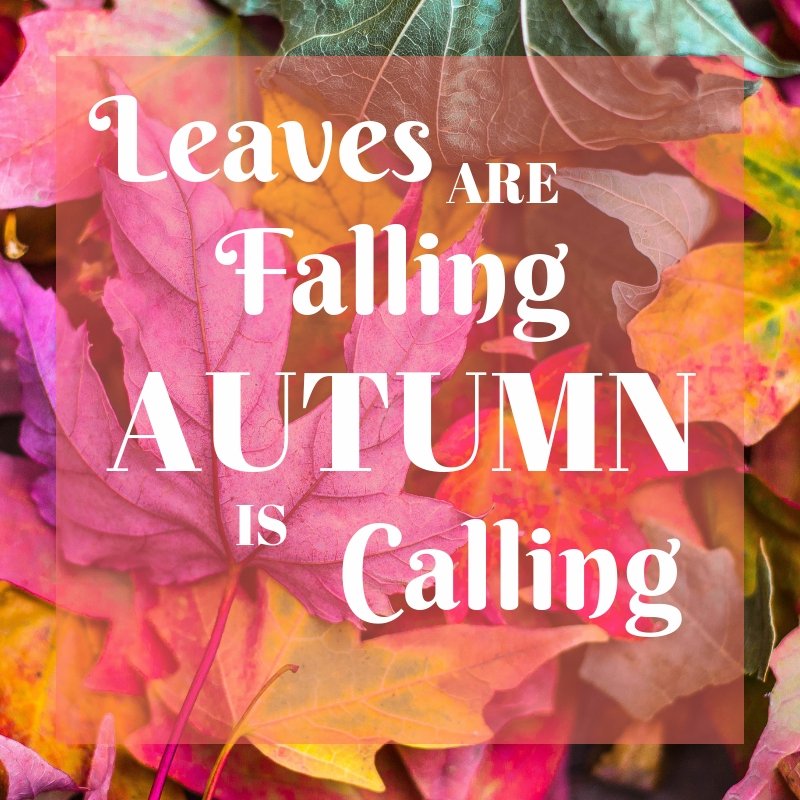 MortgagesforOnt's tweet photo. Leaves are falling Autumn is calling.  What do you like best about this time of year? https://t.co/viBcpFz6Ug