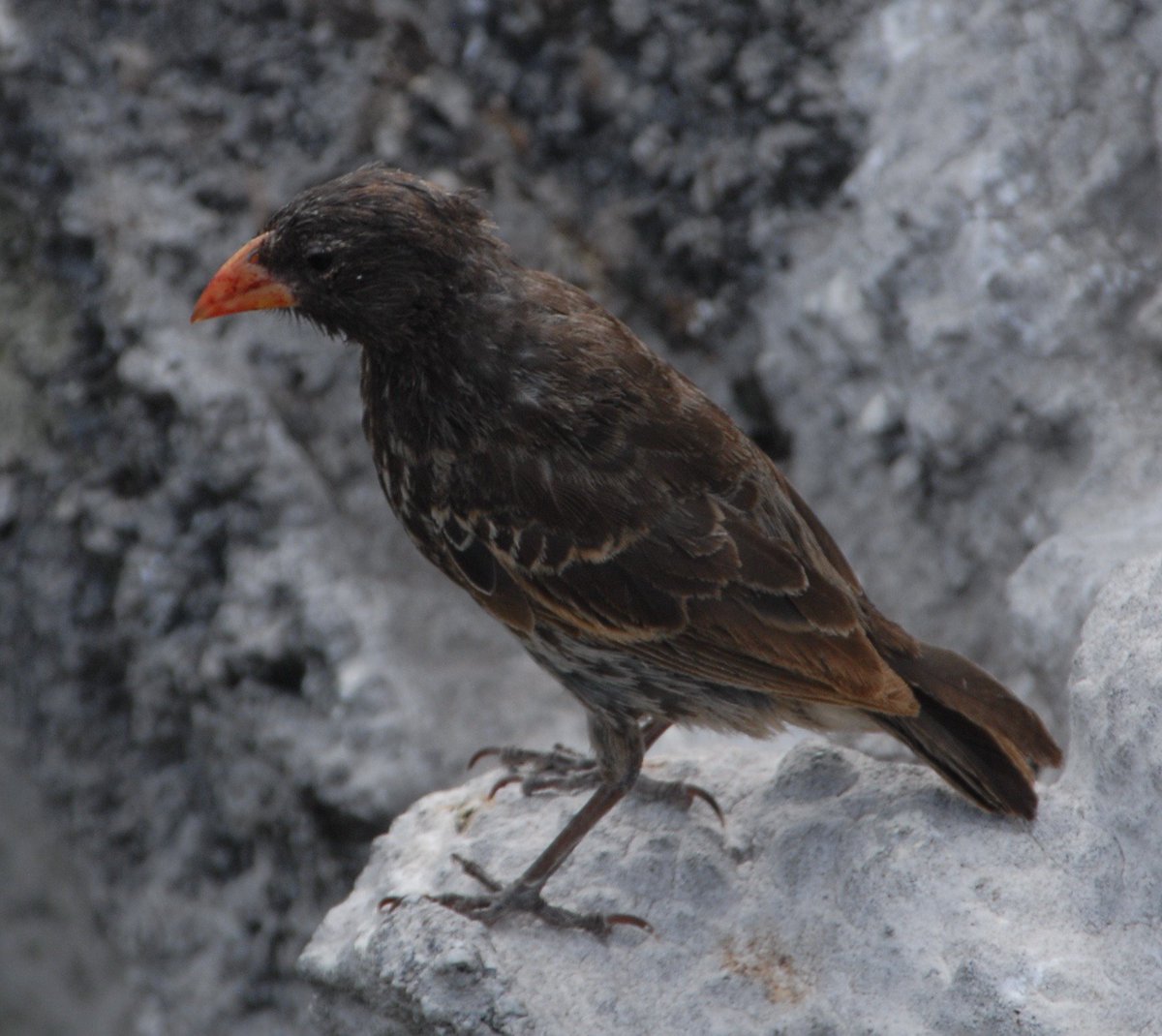 Darwin's seed eating finches have a blood thirsty cousin:check out the vampire finch and its microbiome in"Gut of the Finch:uniqueness of the gut microbiome of the Galápagos vampire finch"Caltech students Michel, Ward w/<a href="/chavecito76/">Jaime A. Chaves</a> <a href="/Symbioxys/">Shana Goffredi</a> <a href="/LAevolving/">John McCormack</a> microbiomejournal.biomedcentral.com/articles/10.11…