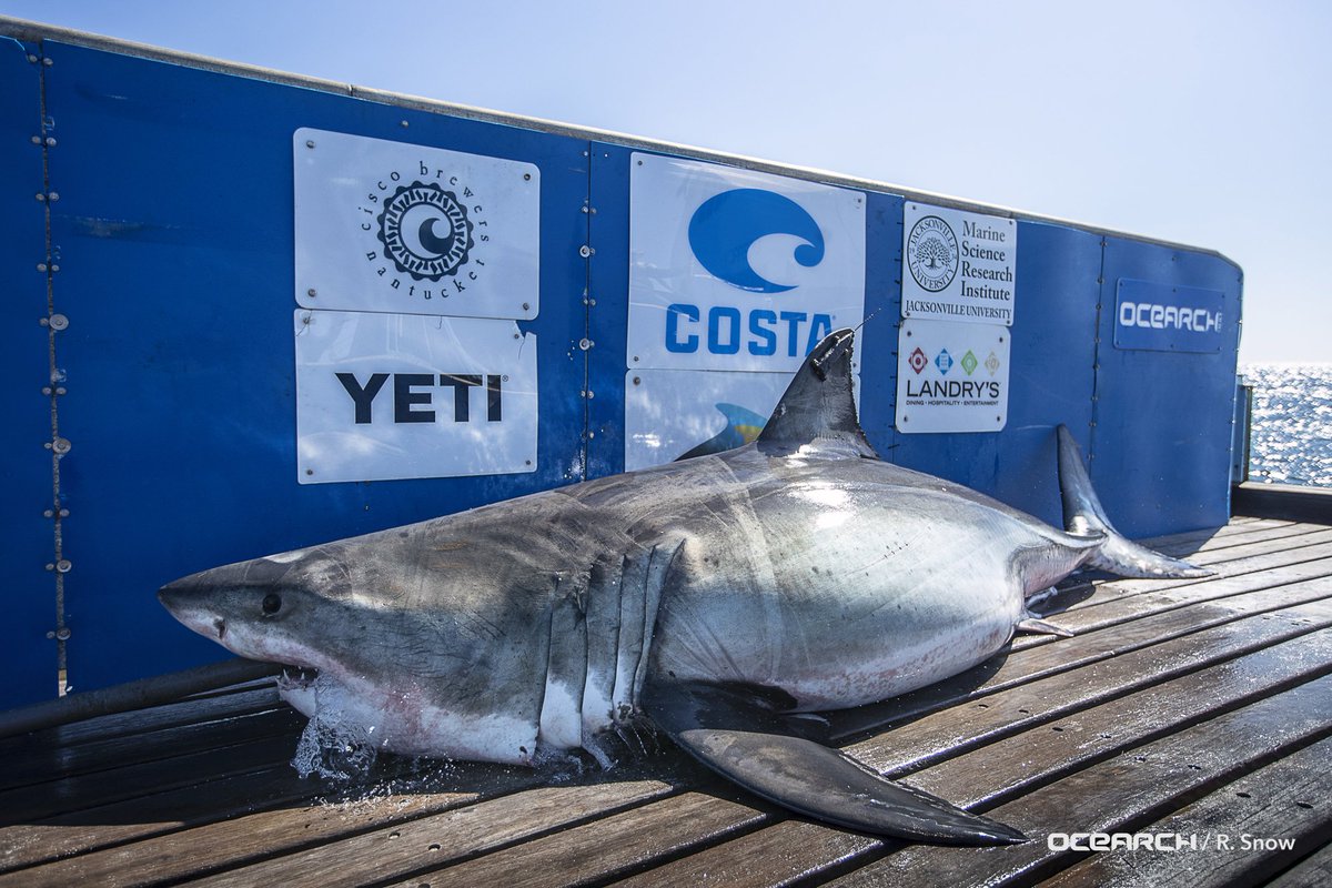 It was an exciting day yesterday! 
"Research group tags its first Atlantic white shark in Canadian waters" via <a href="/globalnews/">Globalnews.ca</a> bit.ly/2Q2AhFB