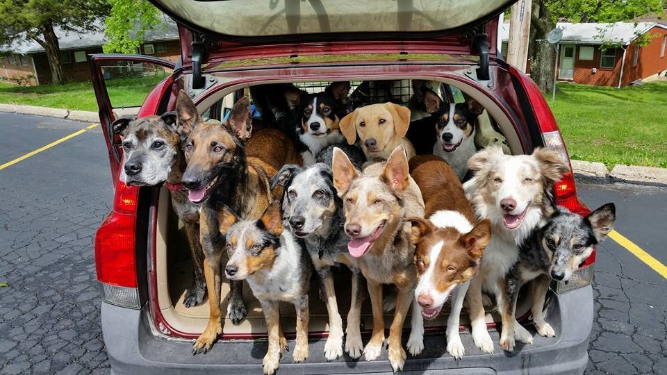 LujackAutoPlaza's tweet photo. It's #NationalDogWeek !!!!!
We lovvvveeeee puppies and doggies and we would really LOVE for you to share your fur babies in the comments below! 
Tell us a little bit about your fur baby in your comment! https://t.co/8mDIb3IUbk