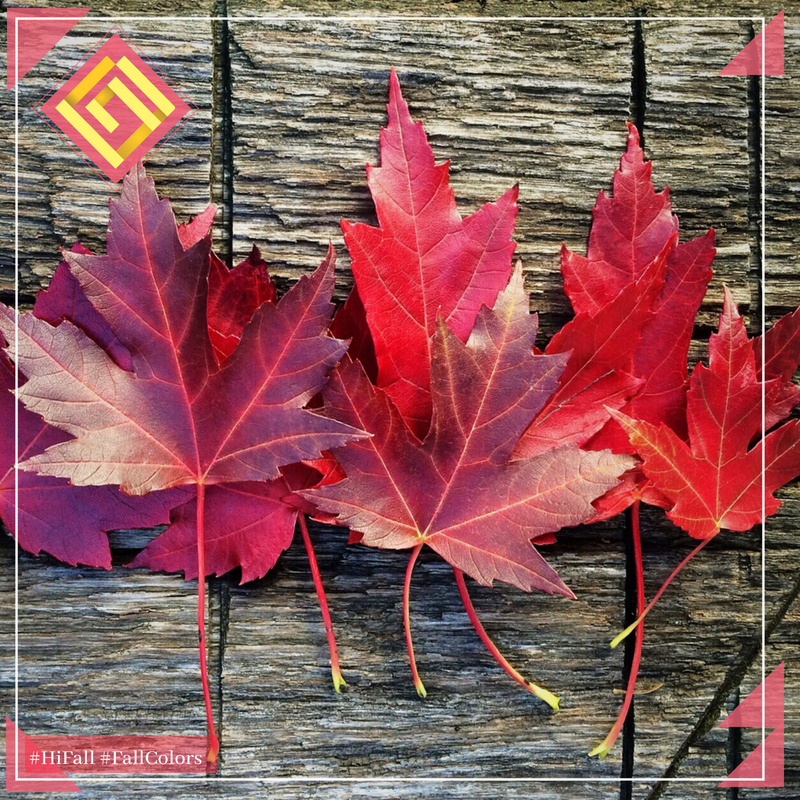 Кленовый лист цвета. Кленовый лист цвета. Кленовый лист цвета. Осенний кленовый лист. Кленовый лист цвета.