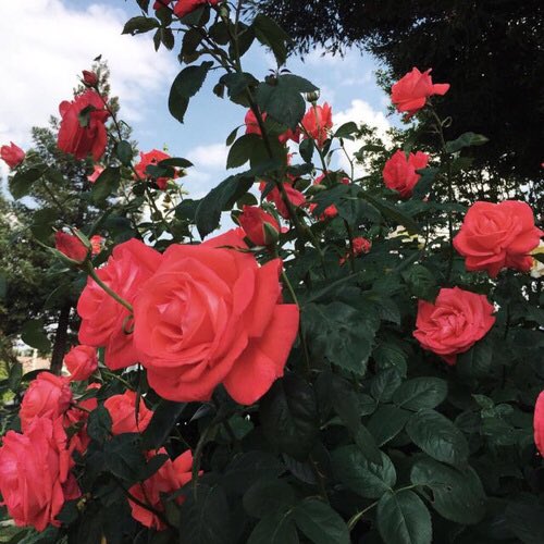 ThreadsFearless's tweet photo. Les roses roses 💗

La rose rose représente la féminité, la gentillesse et l’élégance. Vous pouvez les offrirs pour mettre en avant une qualité chez une personne https://t.co/9L5jI9YL7G