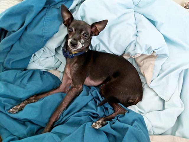 brucewayneatx's tweet photo. Oh, you tryin to do laundry, mom? 😂🐶
•
•
•
#divinecanines #therapydog #italiangreyhound #chihuahua #iggy #chiggy #muttsofinstagram #pupsofaustin #puppygram #dogsofaustin #dog #caninesofaustin https://t.co/FvEU5DFQ4t https://t.co/R5ID0fuJ1d
