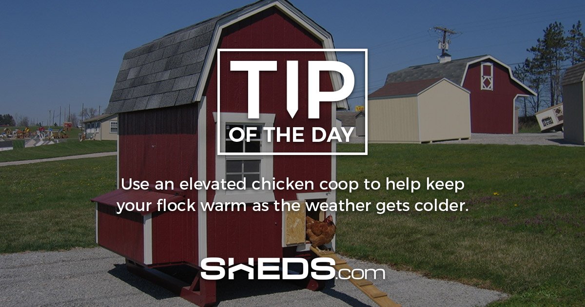 shedsdotcom's tweet photo. #TipoftheDay Get an elevated chicken coop from Sheds .com today! https://t.co/cjpoB4x4H8 https://t.co/DvFKaKb8bL #Sheds #Chickens #Farms https://t.co/gFPsnZ2IAK