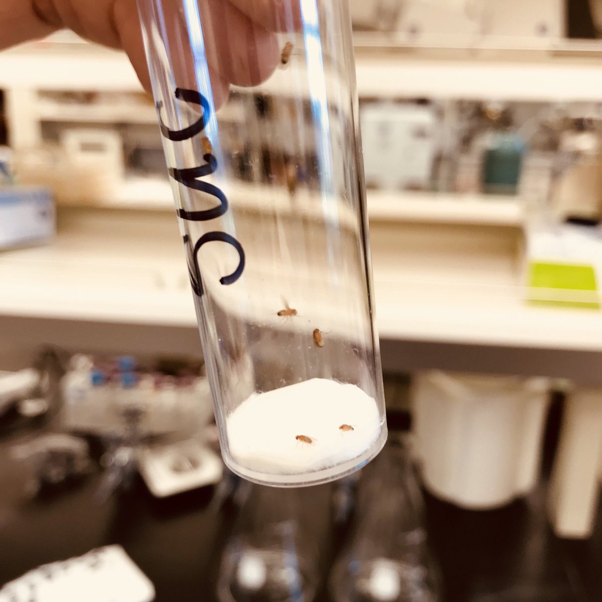 ciesla_lukasz's tweet photo. #PotionLab members work hard on different projects： developing new tools to screen complex samples for biologically active compounds &amp; testing neurohormetic phytochemicals in Drosophila.
@UaDeptBSC @UofAlabama #science #plants #drugdiscovery #phytochemistry #Drosophila #students https://t.co/HWVu0ieqmj