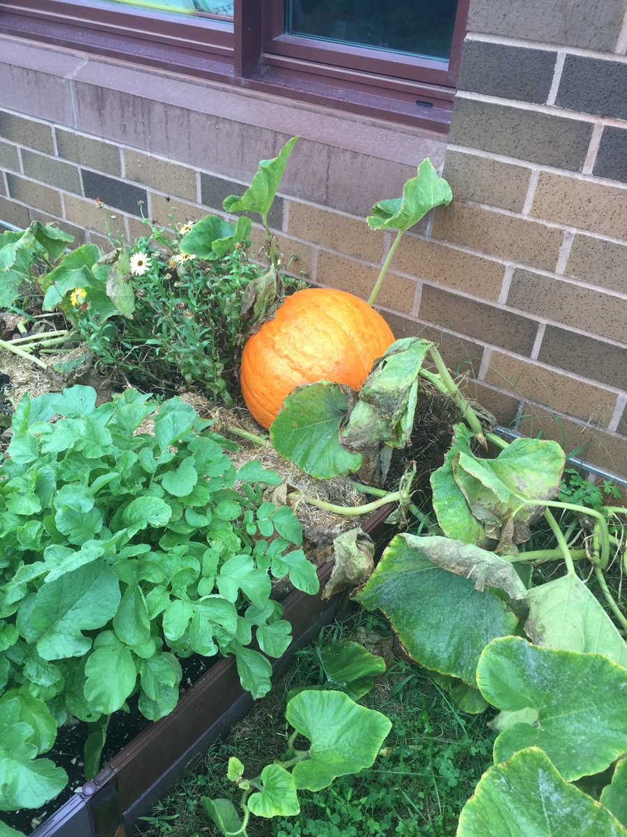 vbcfoundation's tweet photo. @PellElementary has bountiful gardens ready for harvest thanks to Aquidneck Community Table! https://t.co/l2UawQbY4V
