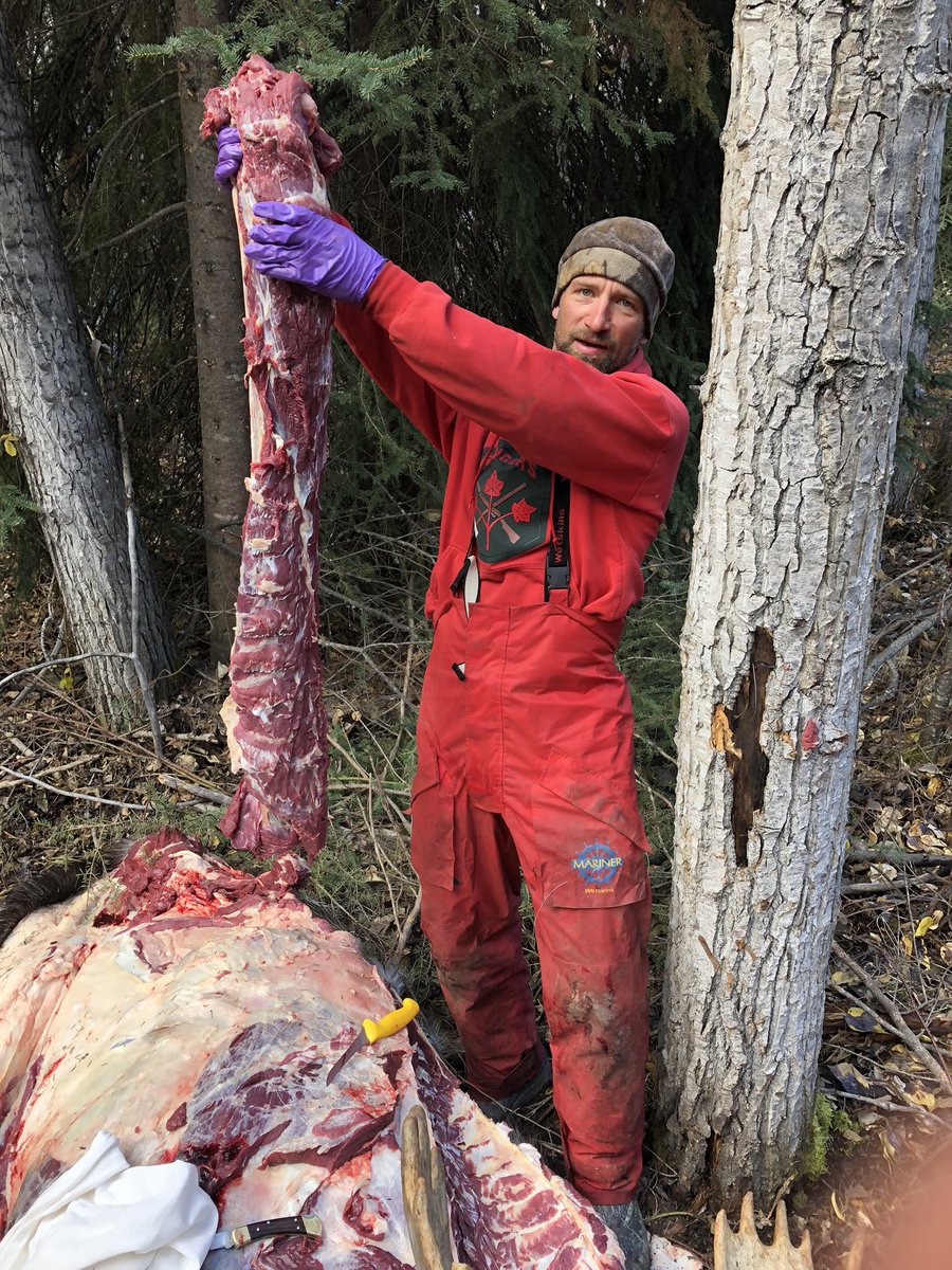 BoogerBottom's tweet photo. The true fruits of a successful Moose hunt! Talk about pure organic meat! While anti hunter hypocrisy flames high with senseless, fictional opinion, we hunters save trips to the grocery store while managing healthy prosperous herds, flocks &amp; fisheries! Fact!#bonecollector https://t.co/qz7IC9h7Cw