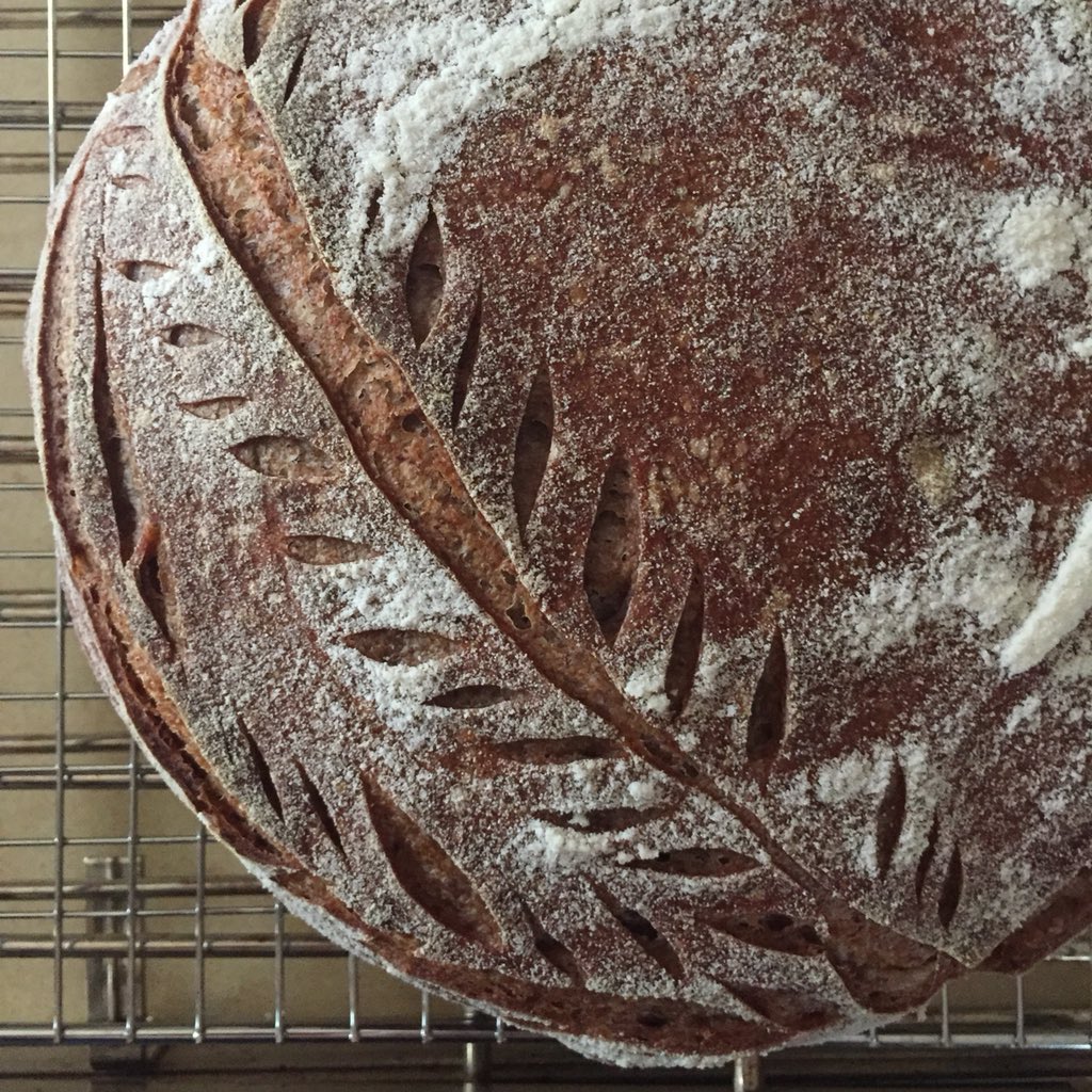 chefnathanlyon's tweet photo. Purple barley, rye and @OneDegreeFoods whole wheat #sourdough via @LodgeCastIron Combo Cooker. The most difficult part is waiting for it to cool. #justaddbutter #longfermented #artisianbread https://t.co/BTVD1dozwC