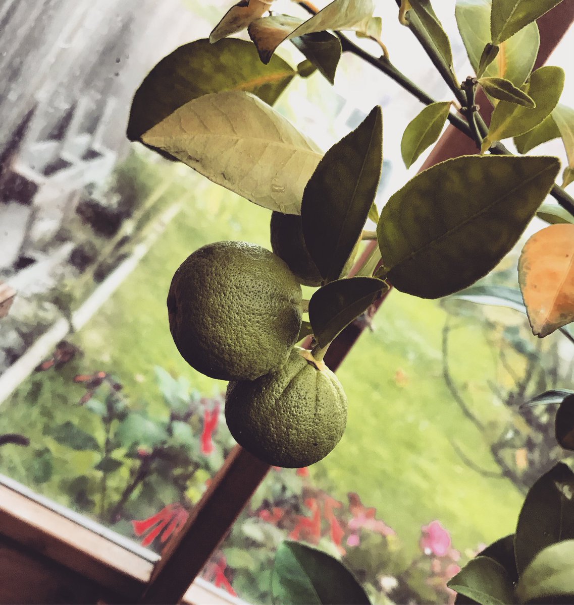 DansPlot's tweet image. Time to move all the citrus inside with the morning frosts we’ve been getting. Gotta look after the little 🍋 🍊 and limes! Pleased how these 🍊 are coming along!! #citrus #orange #fruit #lemon #limes