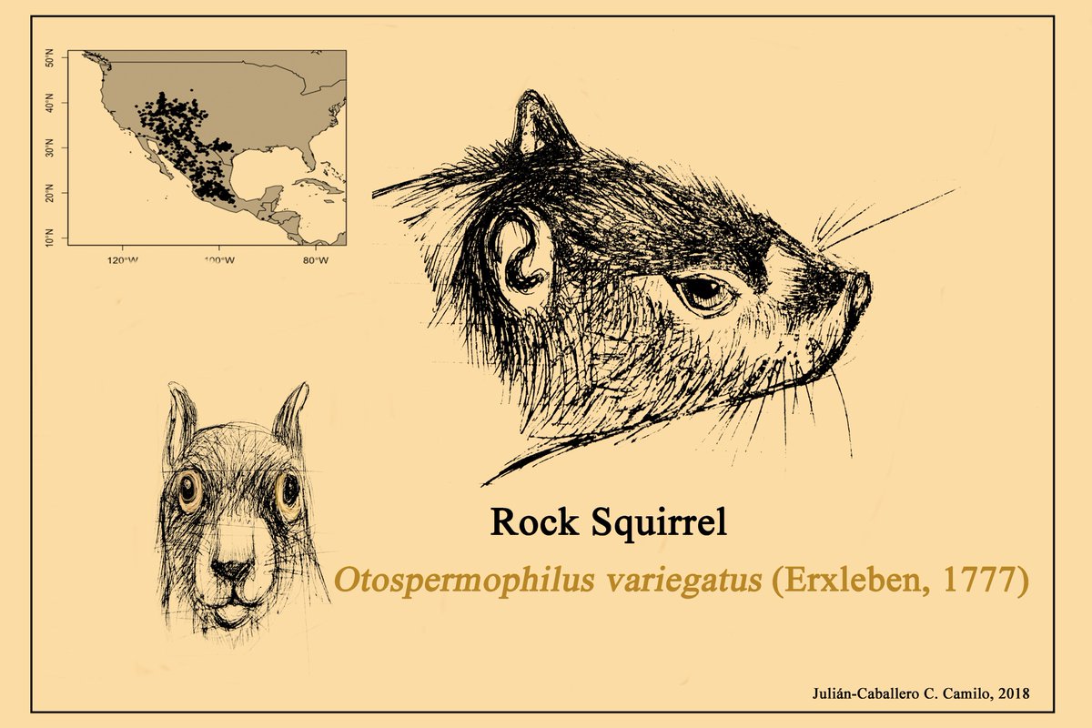 camilo_julianc's tweet image. Hello! Hallo! I share my recent #Scientific illustration: Rock Squirrel (Otospermophilus variegatus). The map was made using the #dismo and #maptools packages in #RStudio. You can download for free in my #DevianArt page:  deviantart.com/kamilowjulian
#drawing #draw