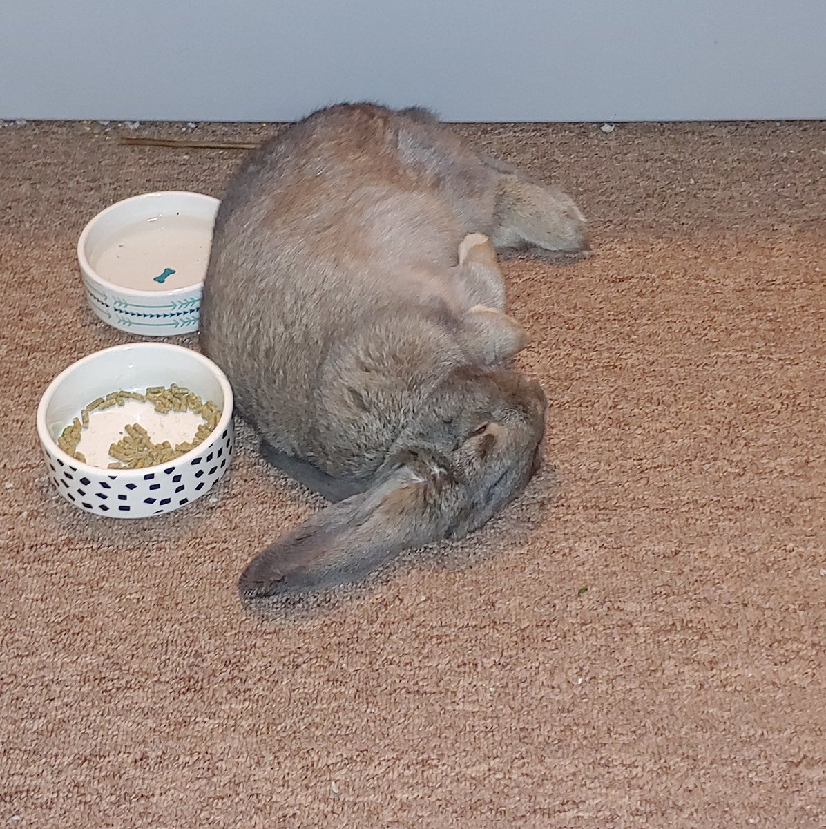 GamesMoosh's tweet photo. Nap time for bun-bun. #rabbitdad #bunny https://t.co/xtcXOziuqW