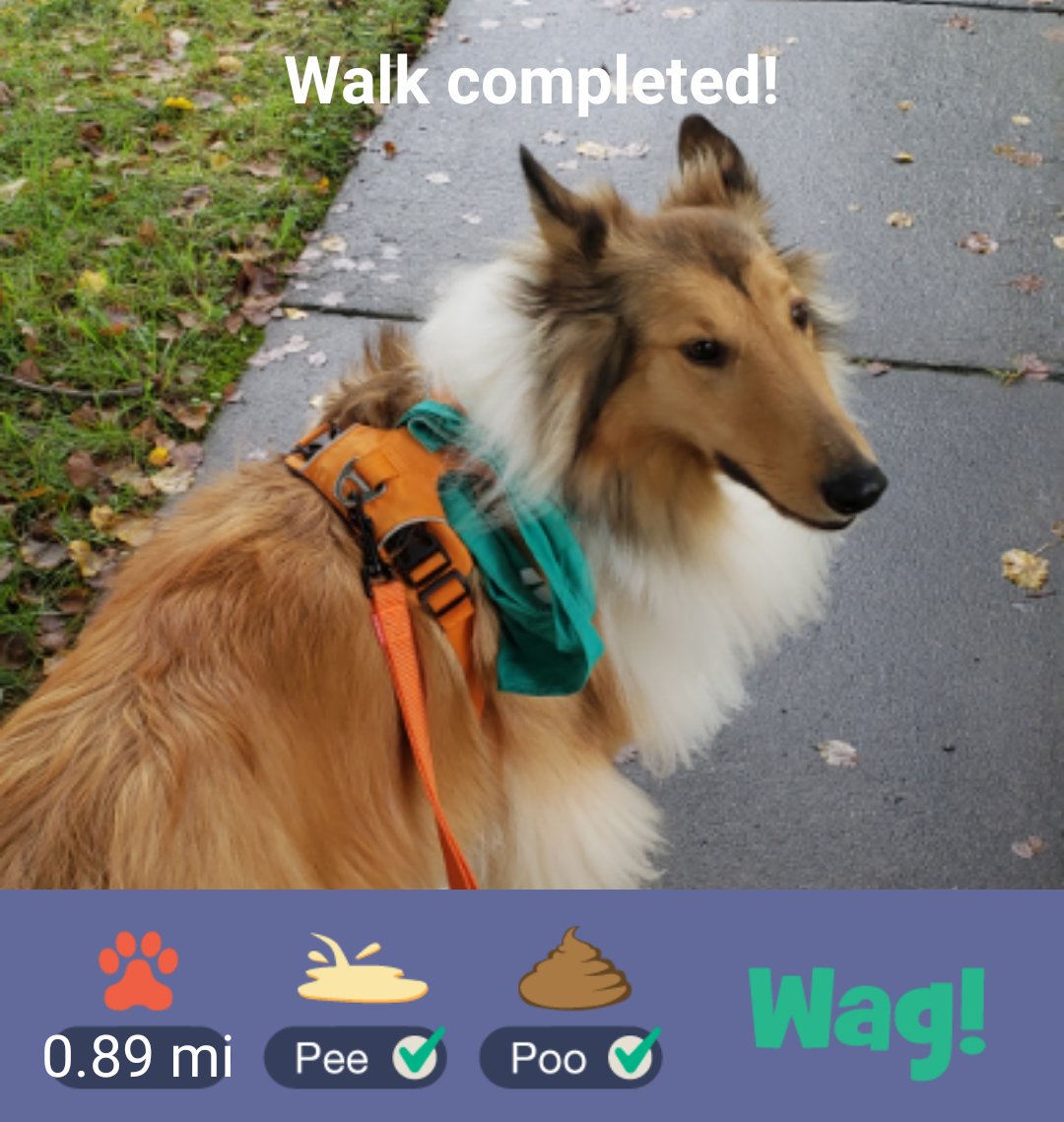 ChefKnight's tweet image. Just Finished a dog walk on Wag! Use my promo code LAURA6550 for $50 in FREE Wag! credit! Play store: goo.gl/zJmGA8