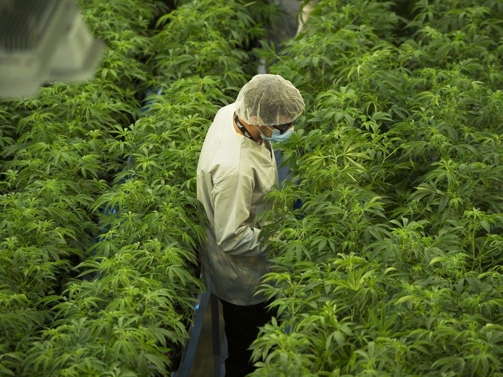 Supporting in a pioneer industry is risky - will the investments pay off? 
buff.ly/2DjIxiP via <a href="/financialpost/">Financial Post</a> 

#cannabis #investing #canada #money