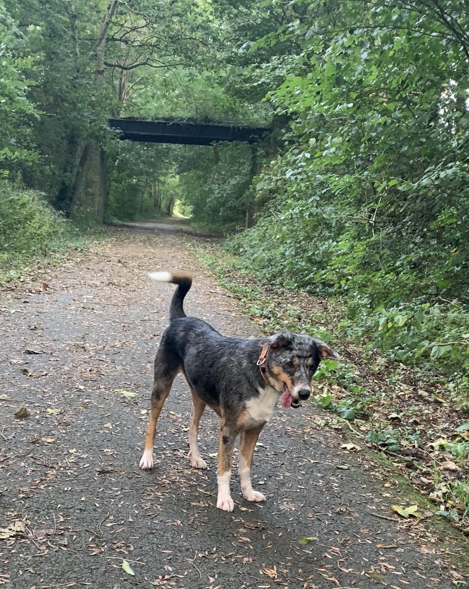 malanwilkinson's tweet photo. Er mod i wedi gorffen yr her gerdded, fedrai'm stopio cerdded! Wini di blino fyd rol 5.09k bach cyflym.

Even though I've finished the #100kRecoveryWalk I can't stop walking! Wini is tired too after the autumn walk. A brisk 5.09k done in the middle of 🍁 https://t.co/0KxpPkBNQr