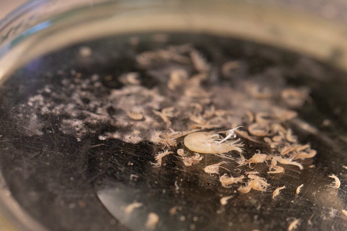 ucdavisbiology's tweet photo. "#UndergraduateResearch has deepened my understanding of #science as a  whole...and I think it’s also provided a great opportunity to learn more in a really meaningful way." Learn about Emily Meyers' experience at the @BodegaMarineLab: https://t.co/ynXVmEohuL
📷: David Slipher https://t.co/ur4rtBsieG